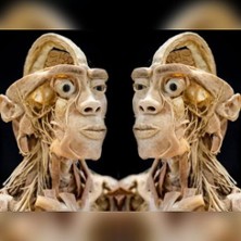 Ausstellung ECHTE KÖRPER 25.04.2026 Halle Gartlage