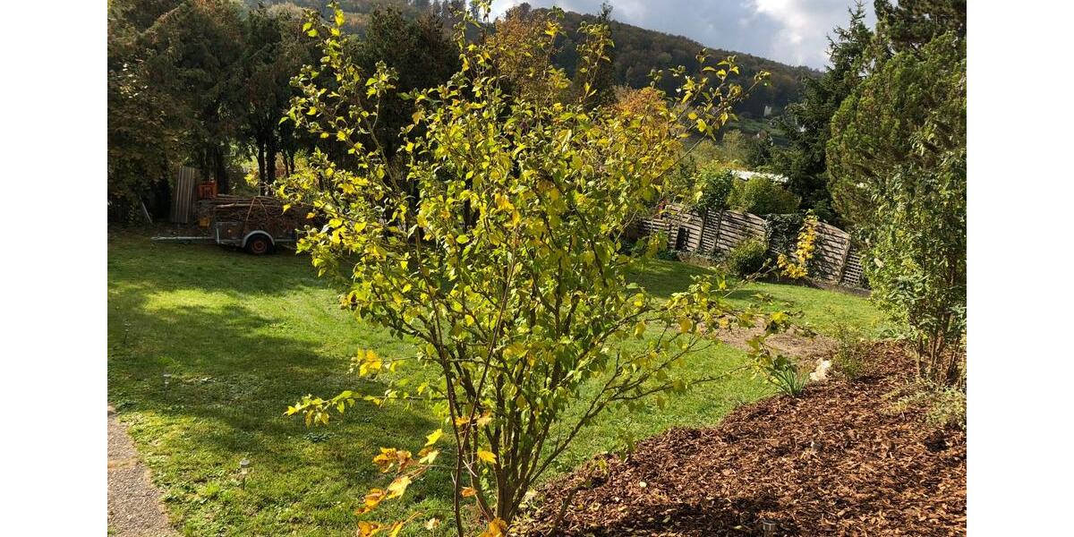 Mehrfamilienhaus, Wohnhaus Blaustein - 10 Zimmer, 297 m&sup2;, 739.000&euro; | Angebot:25087542