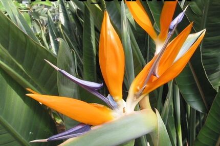 Fiat 500C 69.000 km 6.680 &euro; Neu-Ulm 89231