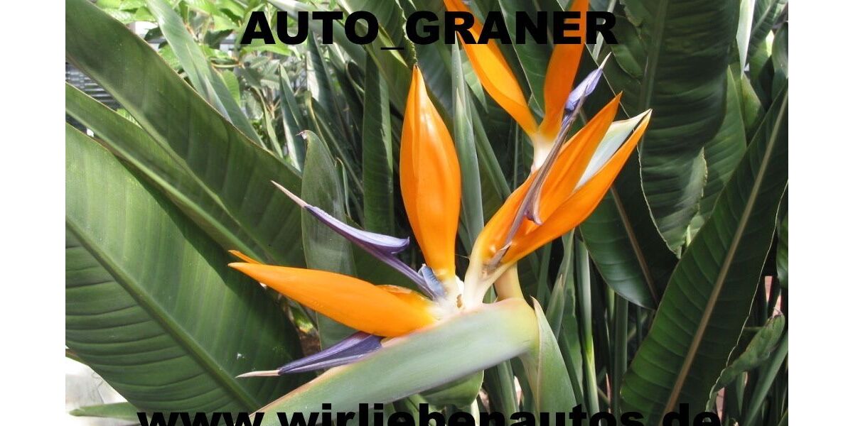 Fiat 500C 69.000 km 6.680 &euro; Neu-Ulm 89231