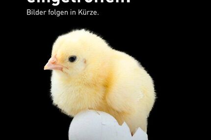 Land Rover Range Rover Velar 69.871 km 29.570 &euro; Neu-Ulm 89231